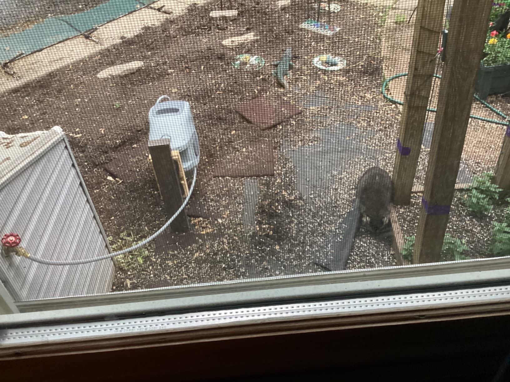 Bonide Repels-All Animal Repellent Granules, 3 lbs. Ready-to-Use Deer & Rabbit Repellent, Deter Pests from Lawn & Garden - Customer Photo 2