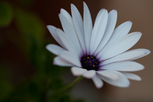 Canon EF 100mm f/2.8L IS USM Macro Lens for Canon Digital SLR Cameras, Lens Only, Black customer photo 1