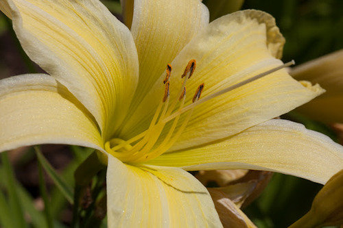 Canon EF 100mm f/2.8L IS USM Macro Lens for Canon Digital SLR Cameras - Customer Photo 2