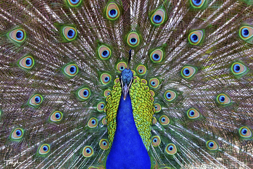 Canon EF 100mm f/2.8L IS USM Macro Lens for Canon Digital SLR Cameras - Customer Photo 4