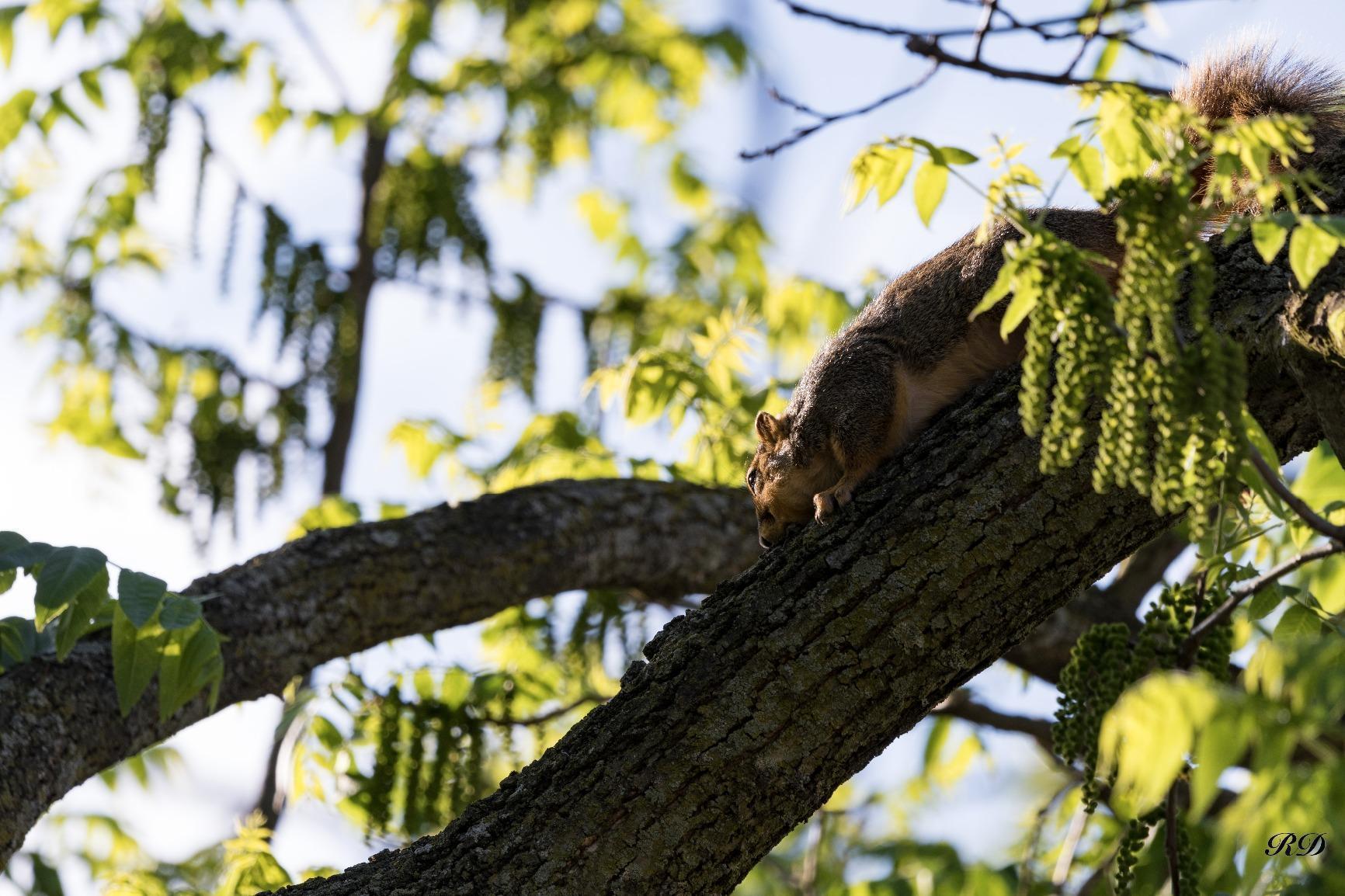 Sigma 24-70mm f/2.8 DG OS HSM Art Lens for Canon - Customer Photo 3