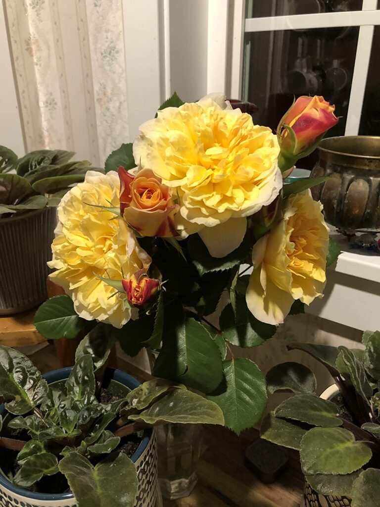 10 Best Deer Repellents for Gardens