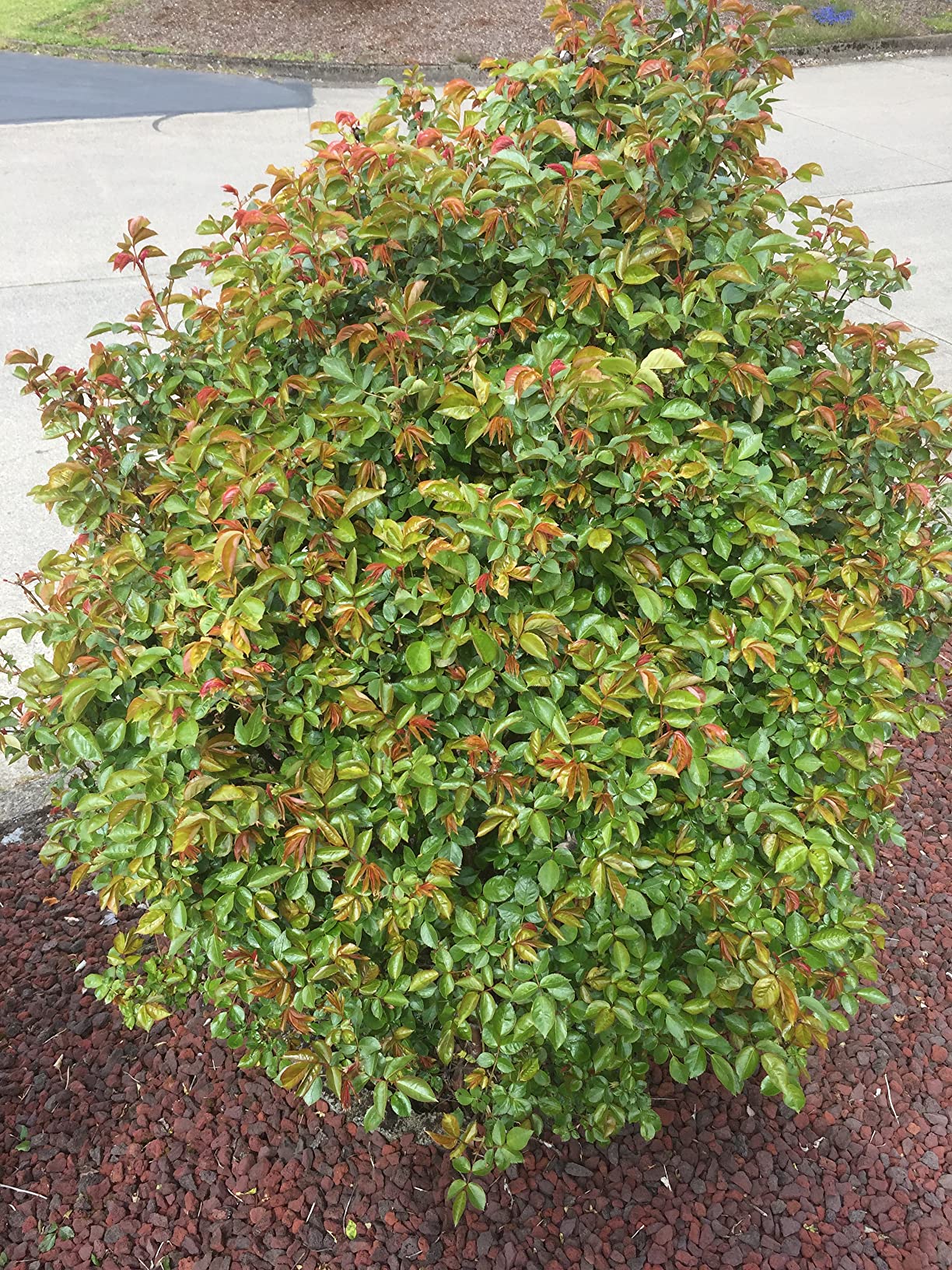 I Must Garden Deer Repellent: Mint Scent Deer Spray for Gardens & Plants – Natural Ingredients – 32oz Ready to Use - Customer Photo 2