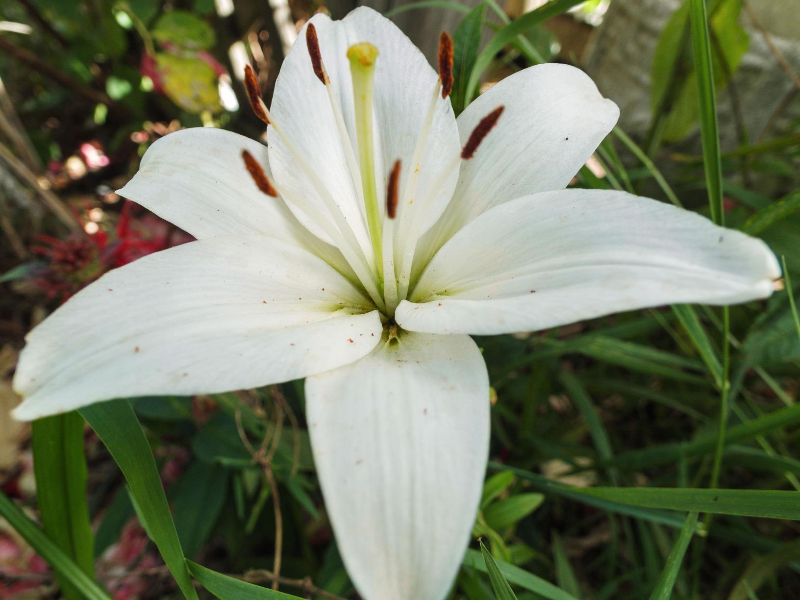 NEEWER 43 Inch/110 Centimeter Light Reflector Diffuser 5 in 1 Collapsible Multi Disc with Bag - Translucent, Silver, Gold, White, and Black for Studio Photography Lighting Outdoor customer photo 2