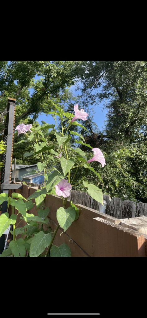 8 Best Insecticidal Soaps for Gardens