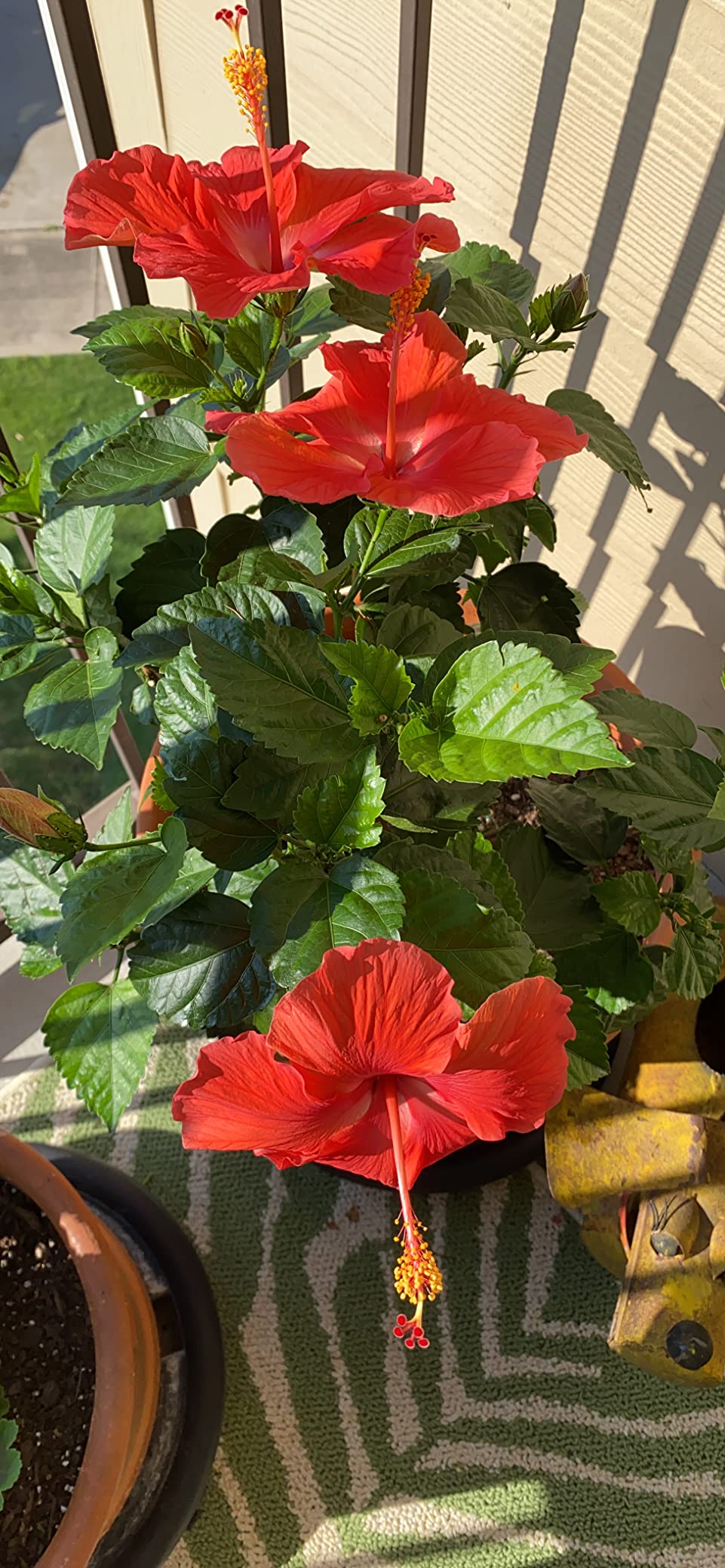 NATRIA Insecticidal Soap, Ready-to-Use Garden Bug Treatment, Insect Killer for Indoor and Outdoor Plants, 24 Ounce - Customer Photo 2