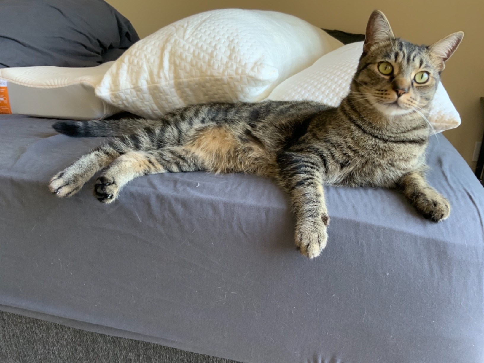 Tempur-Pedic TEMPUR-Body Pillow, Queen - Customer Photo 2