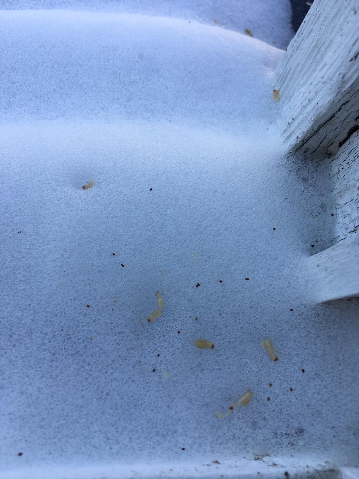 Bayer 03780574 Premise Foam Termiticide, White 18_ounce - Customer Photo 1