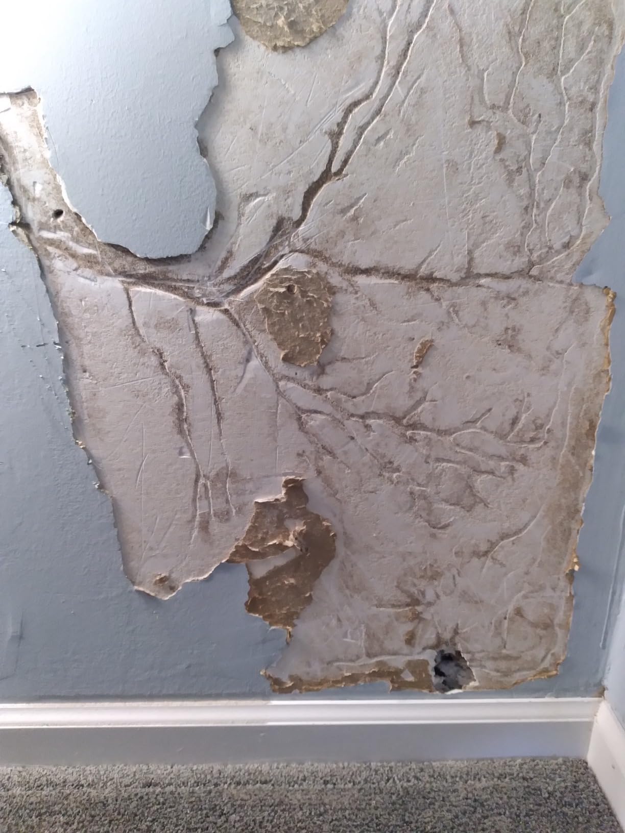 Bayer 03780574 Premise Foam Termiticide, White 18_ounce - Customer Photo 2