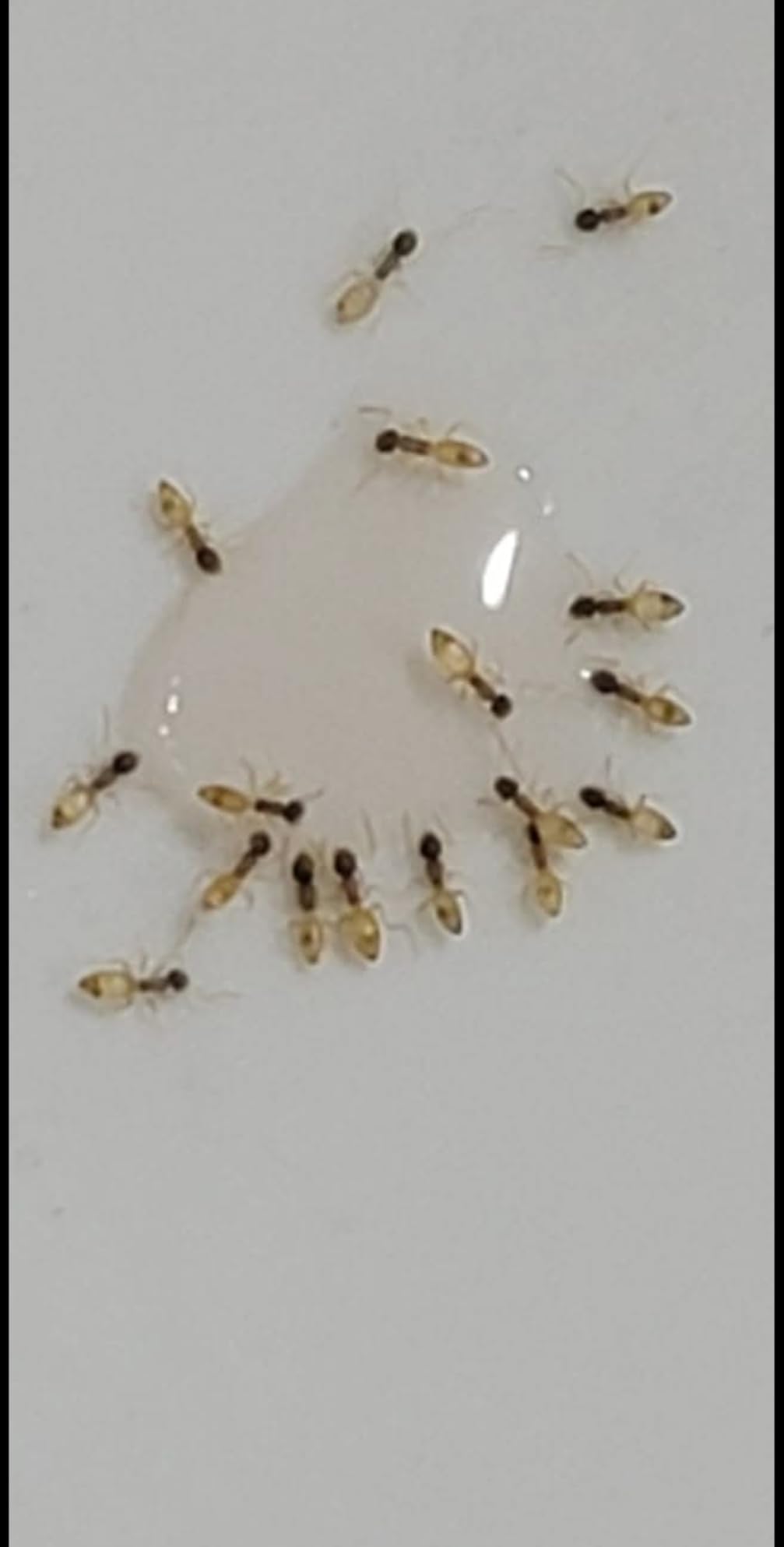 Syngenta - TRTD11568 - Optigard Ant Bait Gel Box - 4 Tubes w/ Plunger - 30g each tube, White - Customer Photo 1