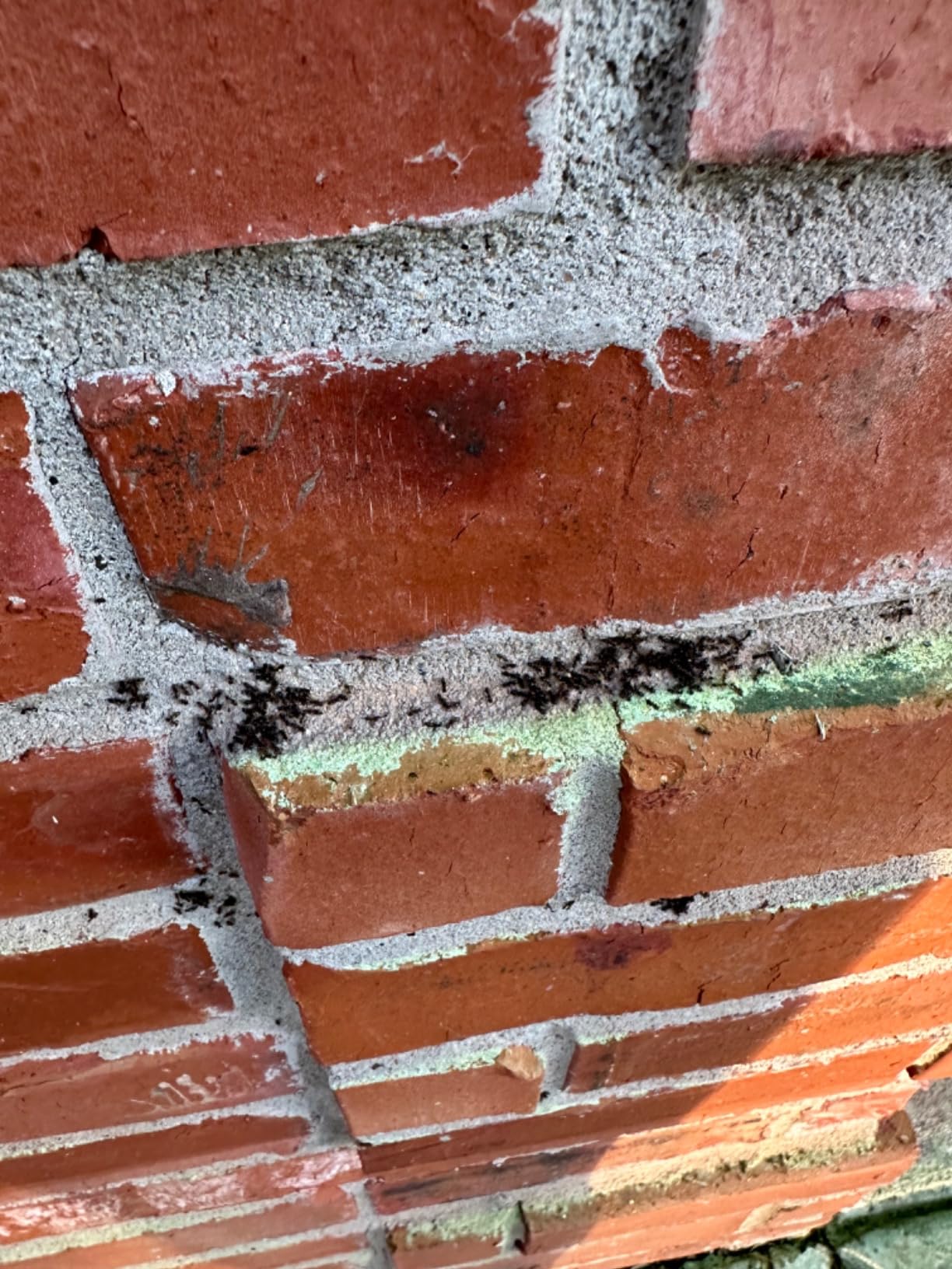 Syngenta - TRTD11568 - Optigard Ant Bait Gel Box - 4 Tubes w/ Plunger - 30g each tube, White - Customer Photo 2