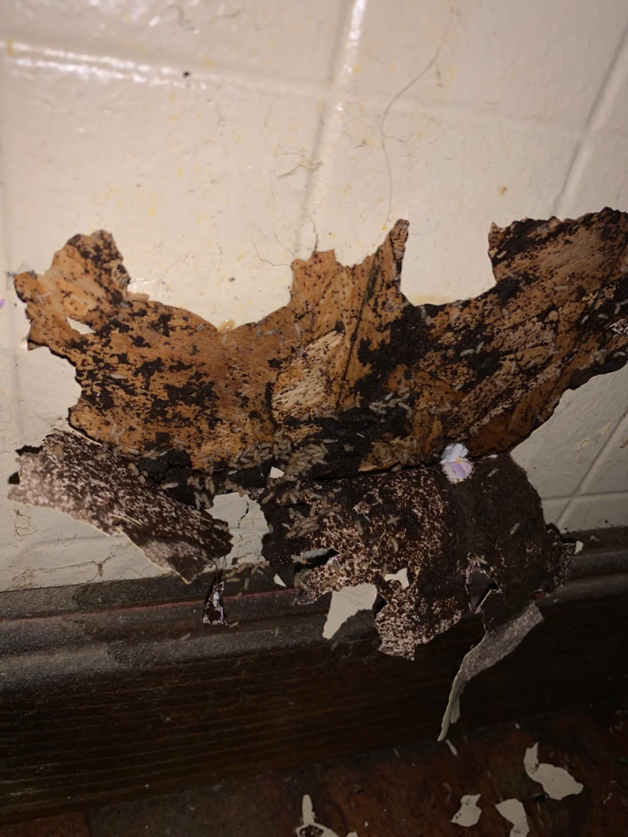 Cyper TC Termite-1 Gallon 730651 - Customer Photo 1