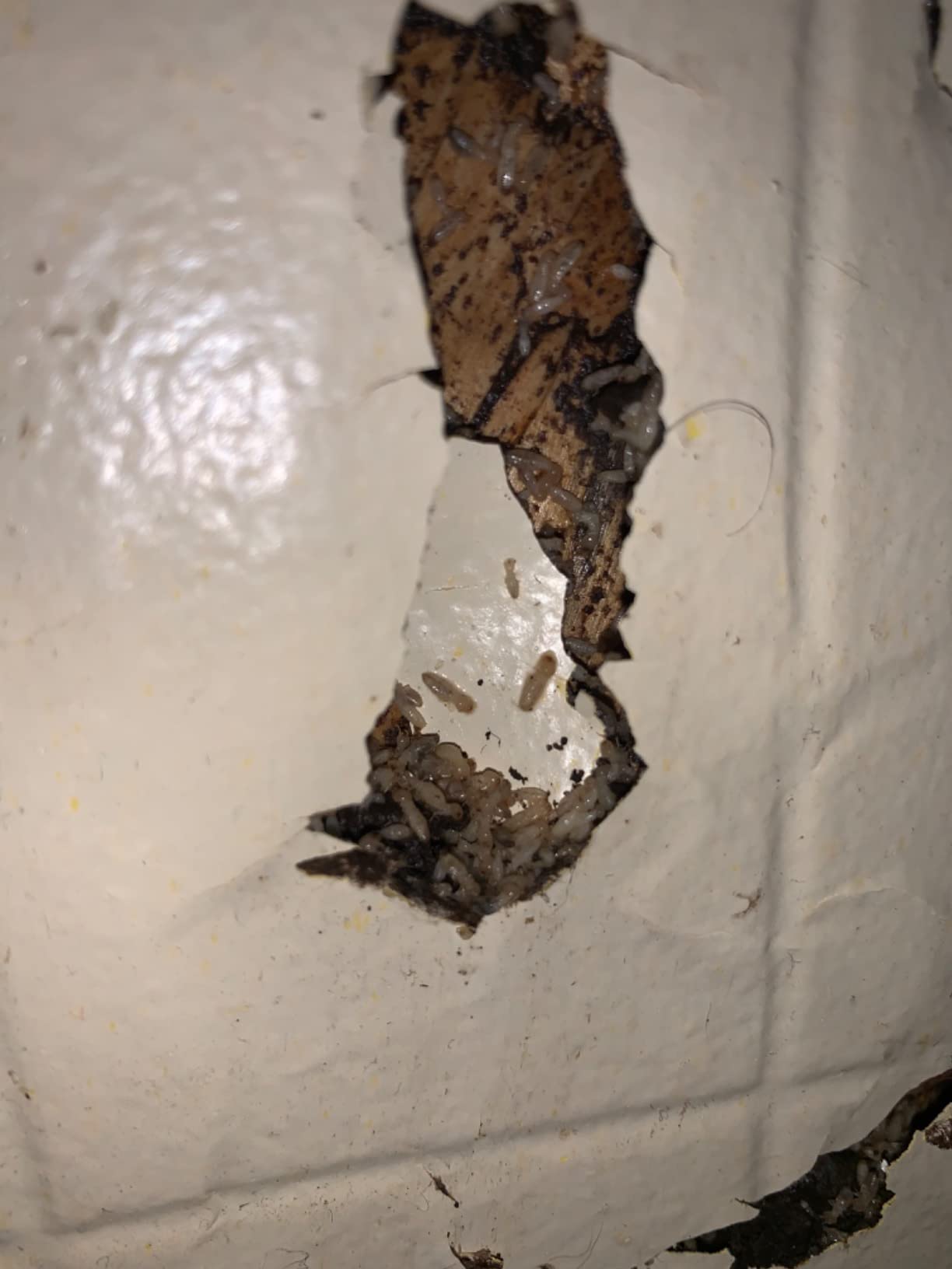 Cyper TC Termite-1 Gallon 730651 - Customer Photo 2