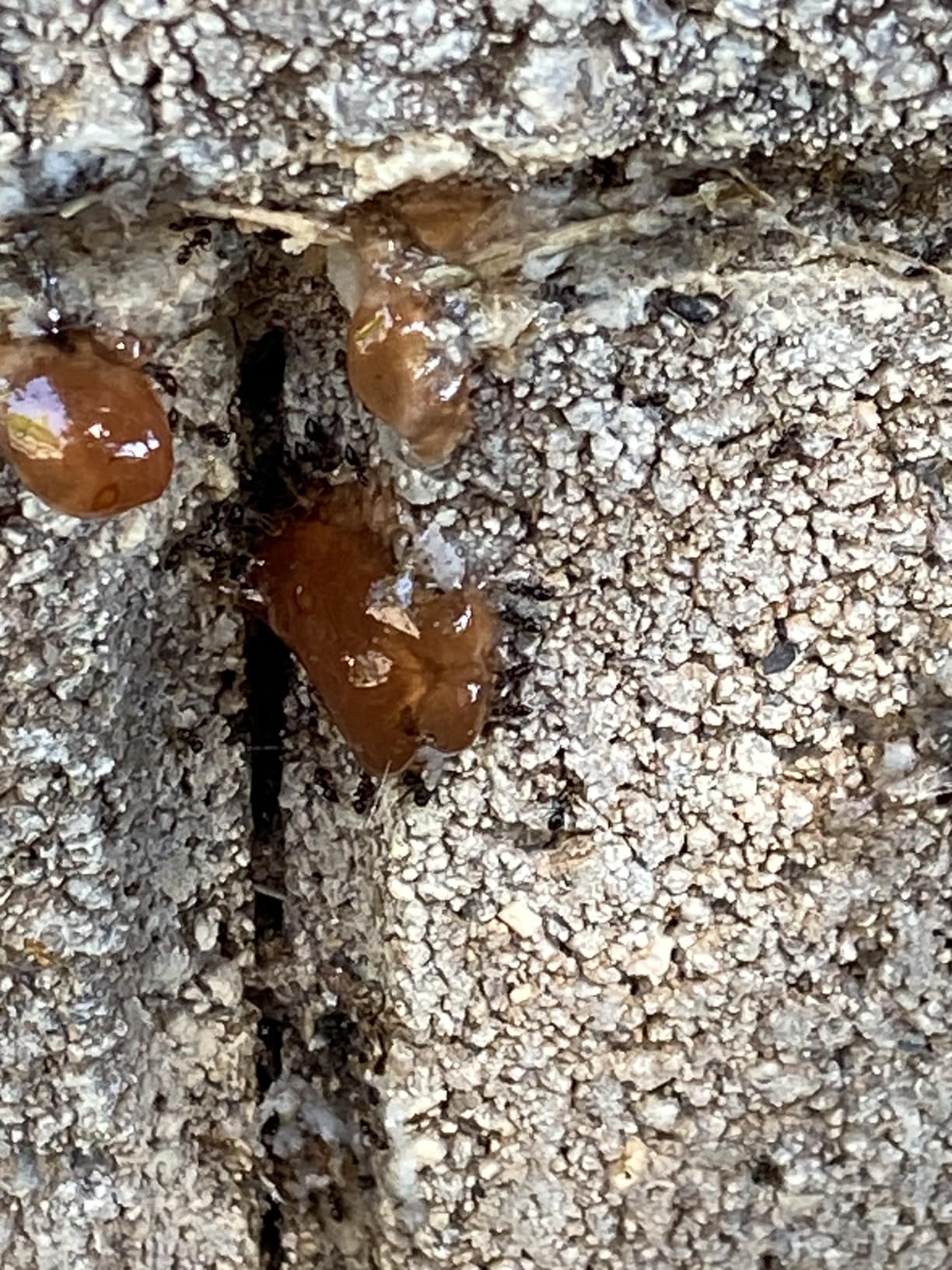 Maxforce Quantum 0.03% Imidacloprid Ant Control Liquid Bait with 10 stations, 120 Gram Bottle - Customer Photo 1