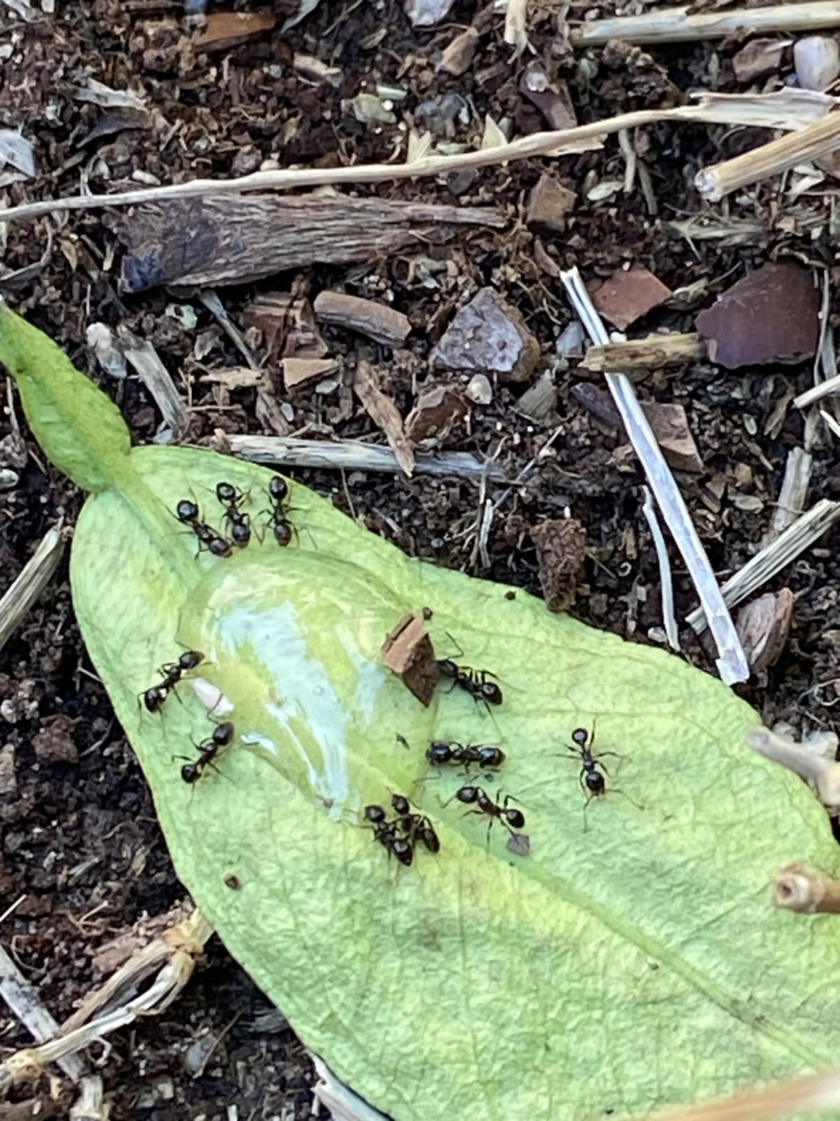 Maxforce Quantum 0.03% Imidacloprid Ant Control Liquid Bait with 10 stations, 120 Gram Bottle - Customer Photo 2