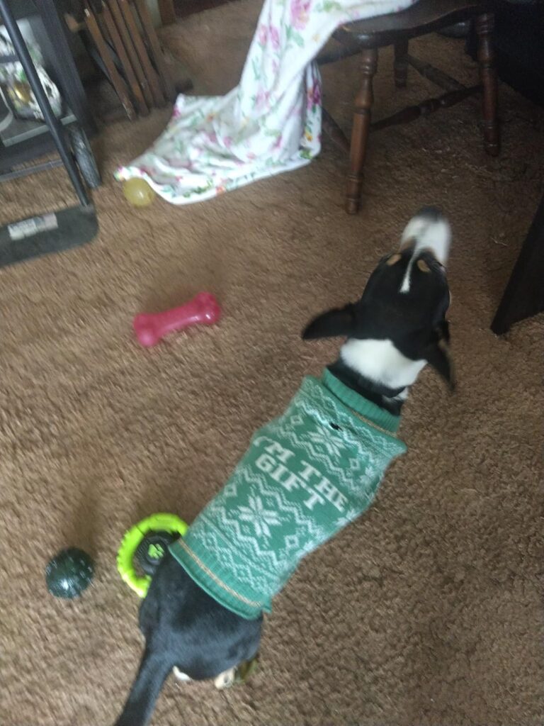 10 Best Electric Fence Kits for Pets