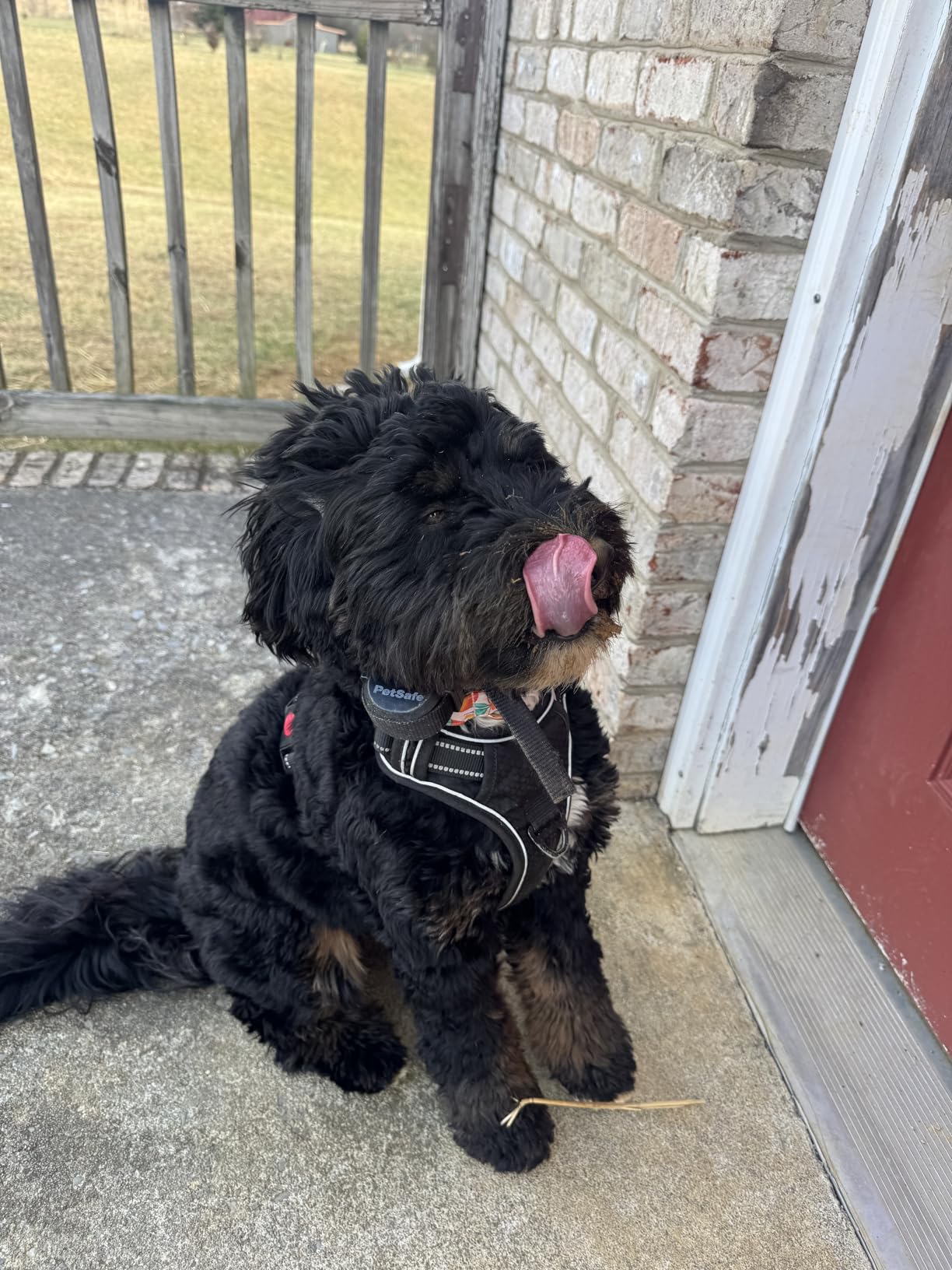 PetSafe Stay & Play Compact Wireless Fence - Portable & No-Dig - Covers Up to 3/4 Acre - for Dogs 5lb+ - Customer Photo 2