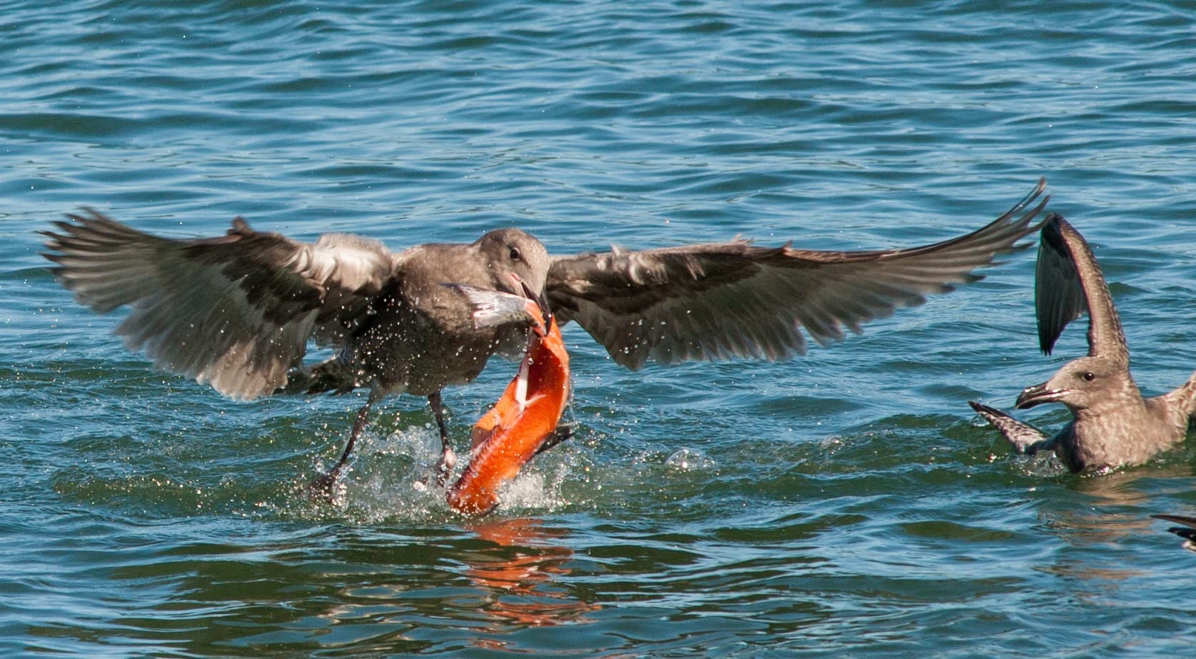 Wimberley WH-200 Wimberley Gimbal Head II - Made in USA - Customer Photo 5