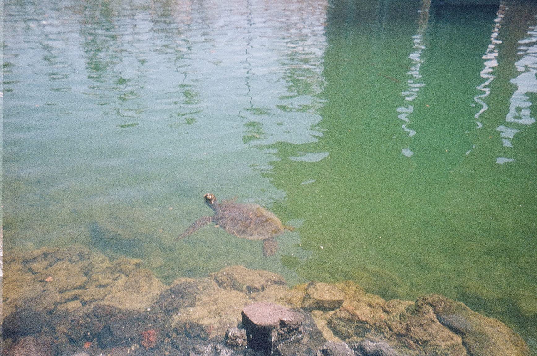 Kodak Weekend Underwater Disposable Camera Excellent Performance Customer Review Kodak Weekend Underwater Disposable Camera Excellent Performance - Customer Photo 1