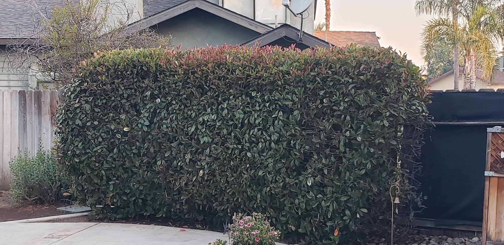 BLACK+DECKER 40V MAX Hedge Trimmer, Cordless, 24-Inch Blade, Battery and Charger Included (LHT2436) - Customer Photo 3