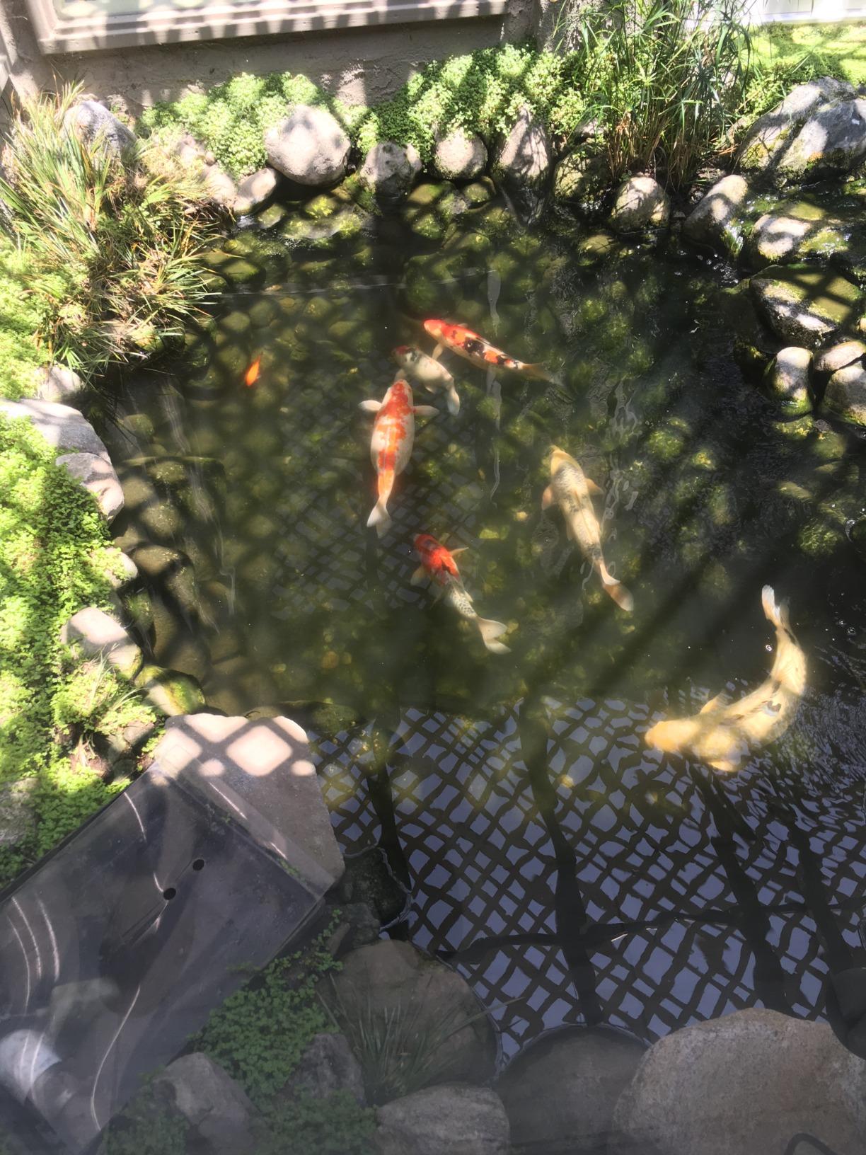 Pond Boss Waterfall Pump, 2300 GPH - Customer Photo 1