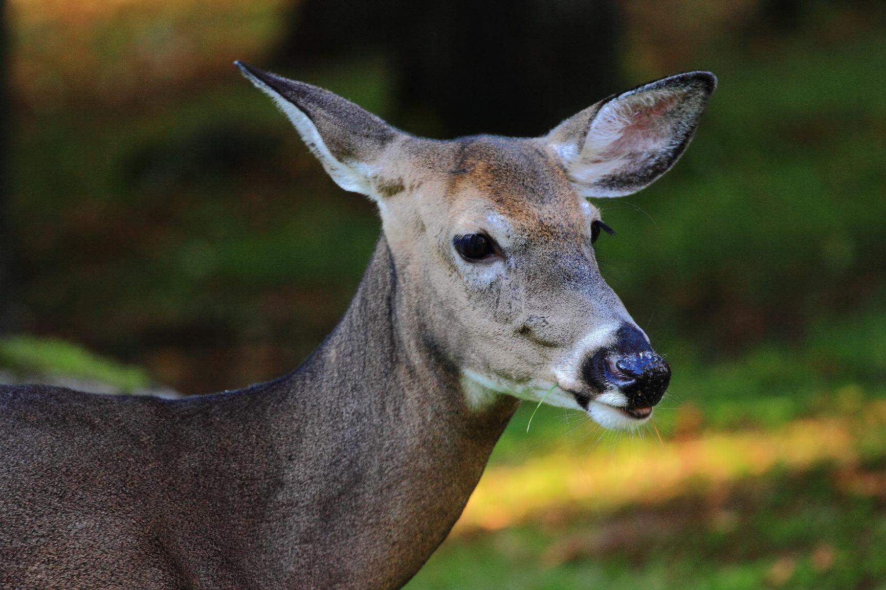 Canon EF 24-70mm f/2.8L II USM Standard Zoom Lens Black - Customer Photo 1