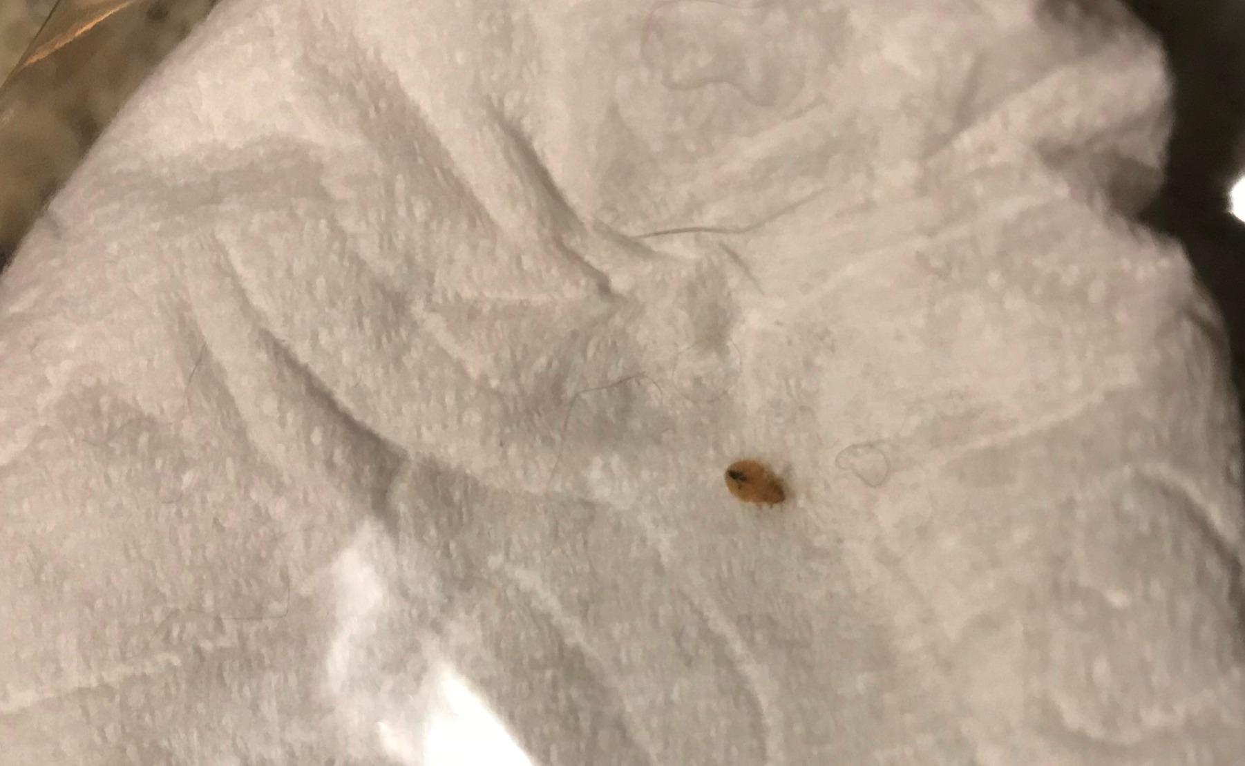 Bed Bug Killer 16 oz EcoVenger by EcoRaider, 100% Kill Efficacy, Bedbugs & Mites, Kills Eggs & The Resistant, Lasting Protection, USDA BIO-Certified, Plant Extract Based & Non-Toxic, Child & Pet Safe - Customer Photo 2