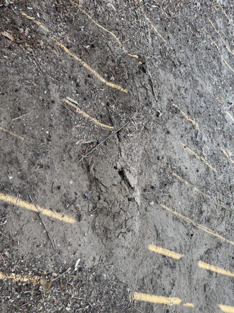 10 Best Mole and Gopher Repellents