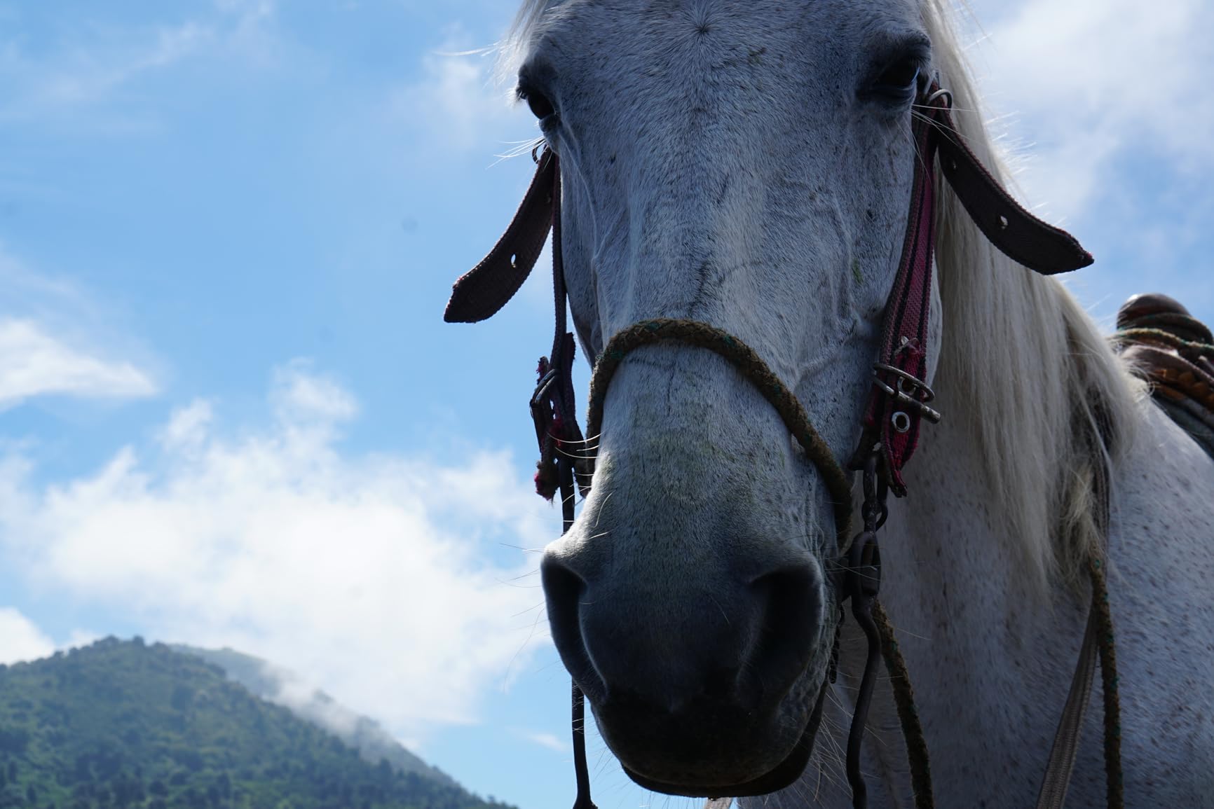 Sony SEL35F18 35mm f/1.8 Prime Fixed Lens customer photo 1