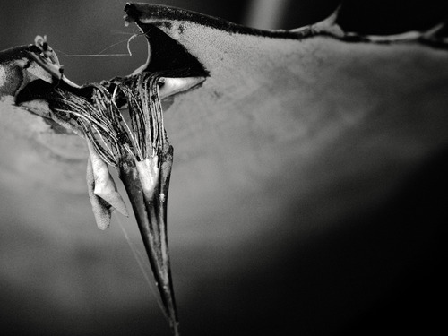 OM SYSTEM Olympus M.Zuiko Digital ED 60mm F2.8 Macro for Micro Four Thirds System Camera, Weather Sealed Design, Focus Limit Switch Bright - Customer Photo 1