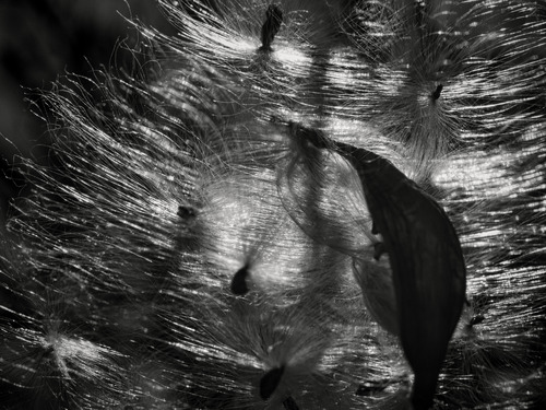 OM SYSTEM Olympus M.Zuiko Digital ED 60mm F2.8 Macro for Micro Four Thirds System Camera, Weather Sealed Design, Focus Limit Switch Bright - Customer Photo 2