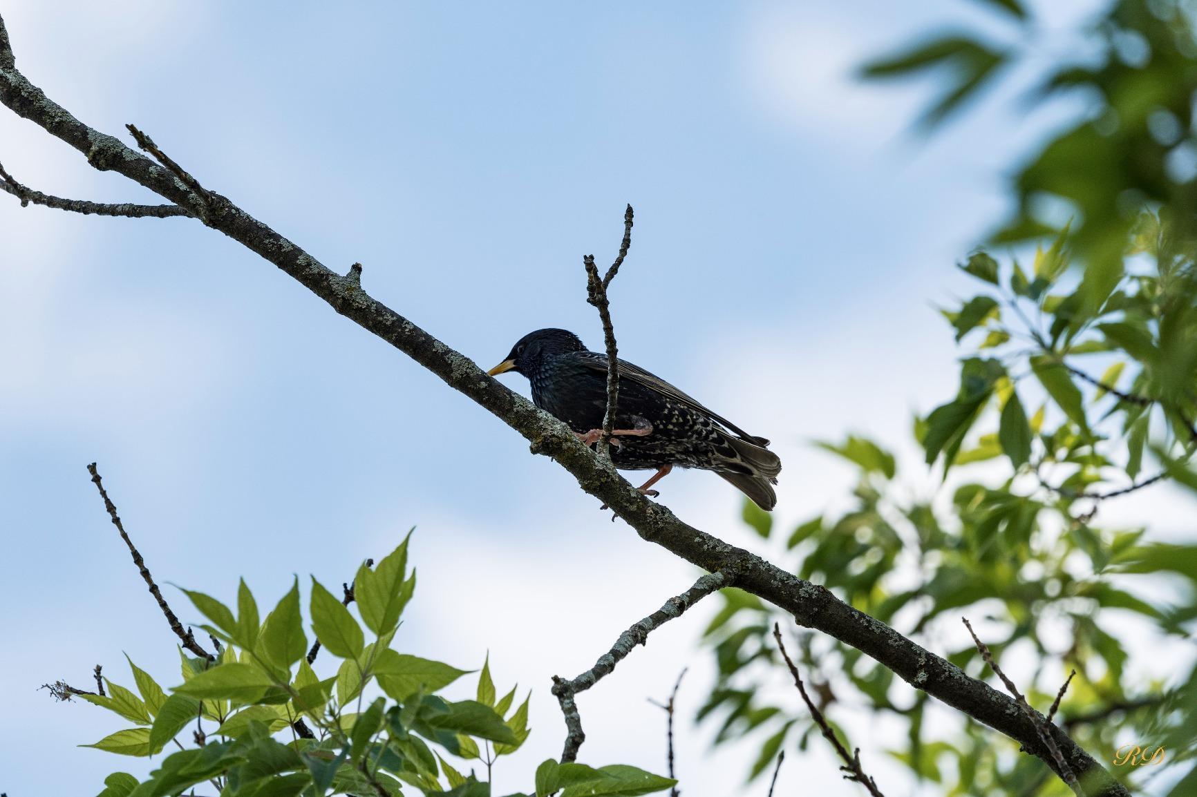 Sigma 35mm F1.4 Art DG HSM Lens for Canon, Black, 3.7 x 3.03 x 3.03 (340101) - Customer Photo 1