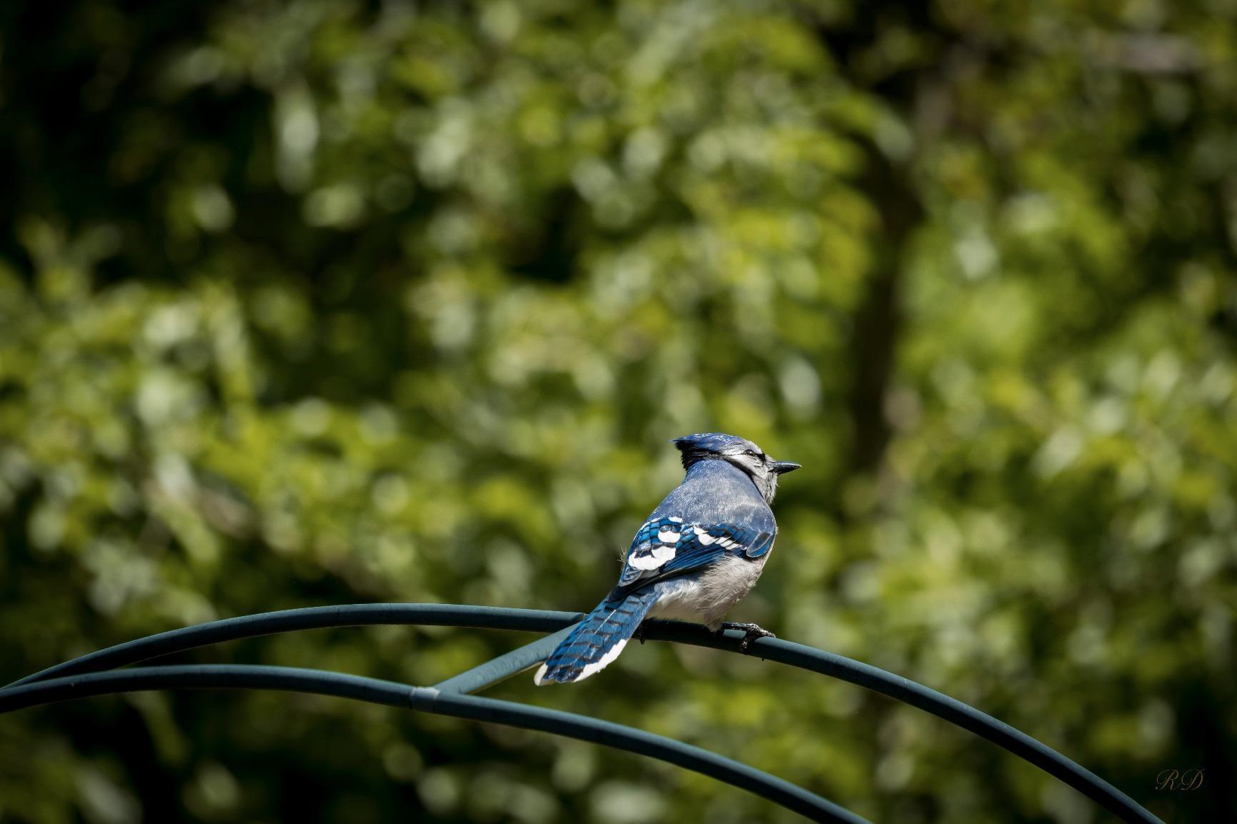 Sigma 35mm F1.4 Art DG HSM Lens for Canon, Black, 3.7 x 3.03 x 3.03 (340101) - Customer Photo 2