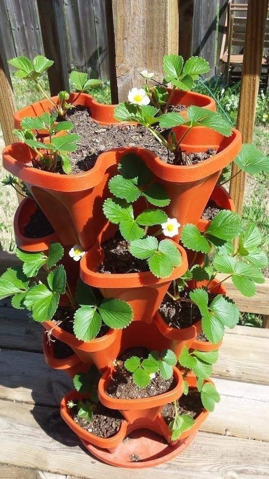 Mr. Stacky 5-Tier Strawberry Planter Pot, 5 Pots - Customer Photo 1