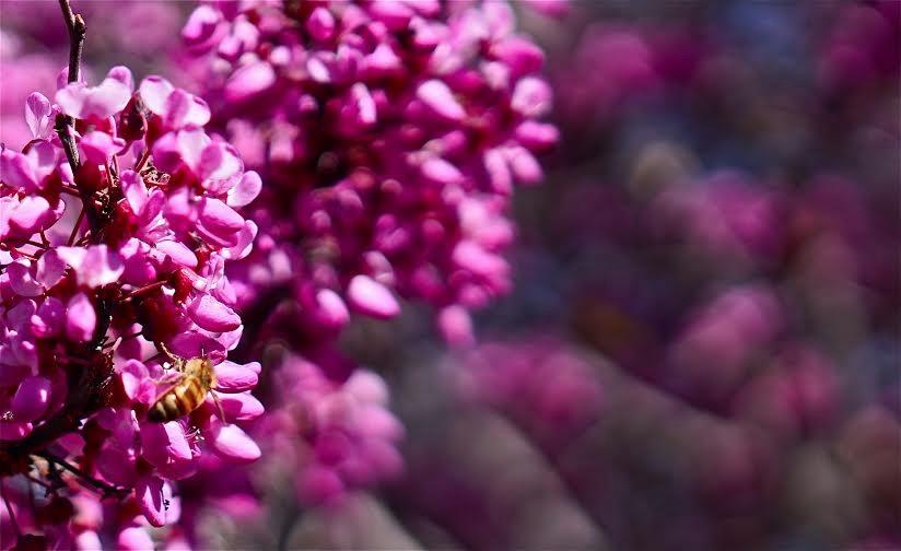 Sigma 18-35mm F1.8 Art DC HSM Lens for Canon, Black - Customer Photo 4