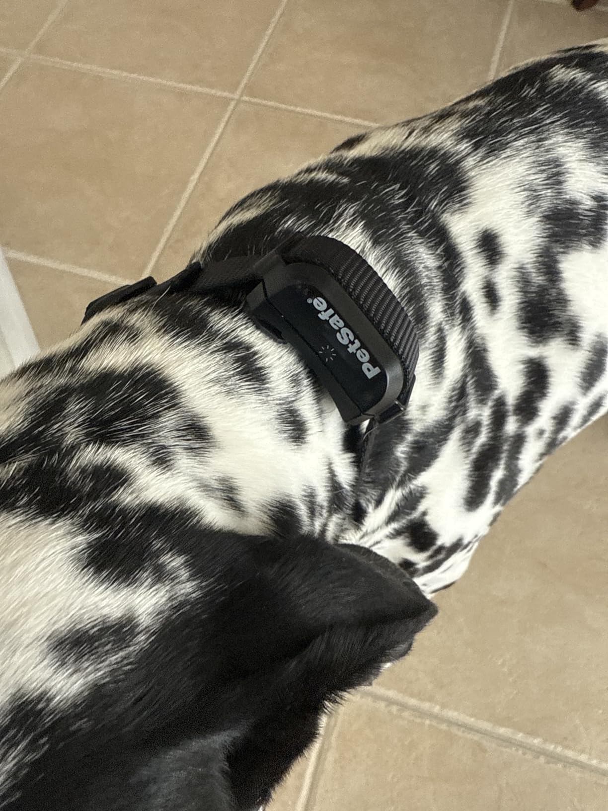 PetSafe YardMax Rechargeable In-Ground Dog Fence (500 Ft 1/3 Acre), Underground Dog Containment Kit, Covers Up to 10 Acres, Electric Pet Collar - Customer Photo 1