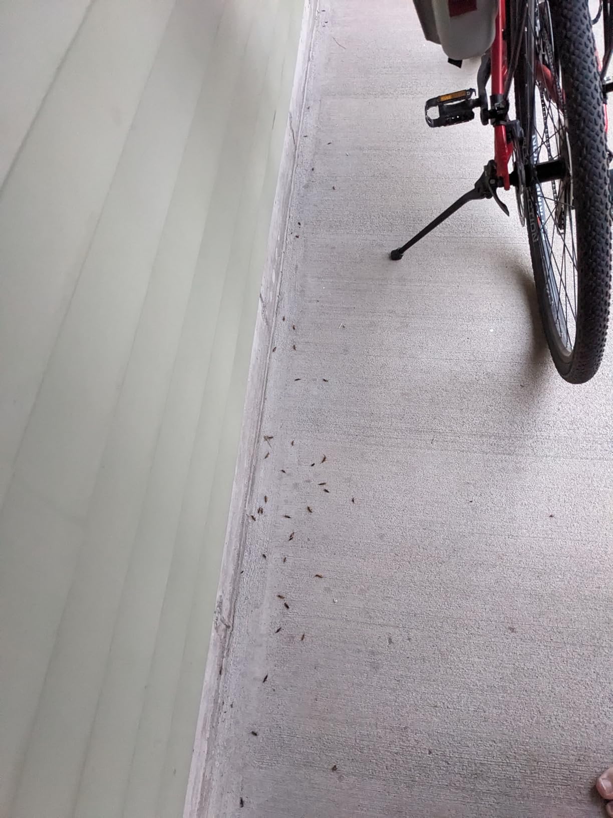 Bifenthrin I/T 7.9 F for Insects, (1 Gallon) - Customer Photo 2