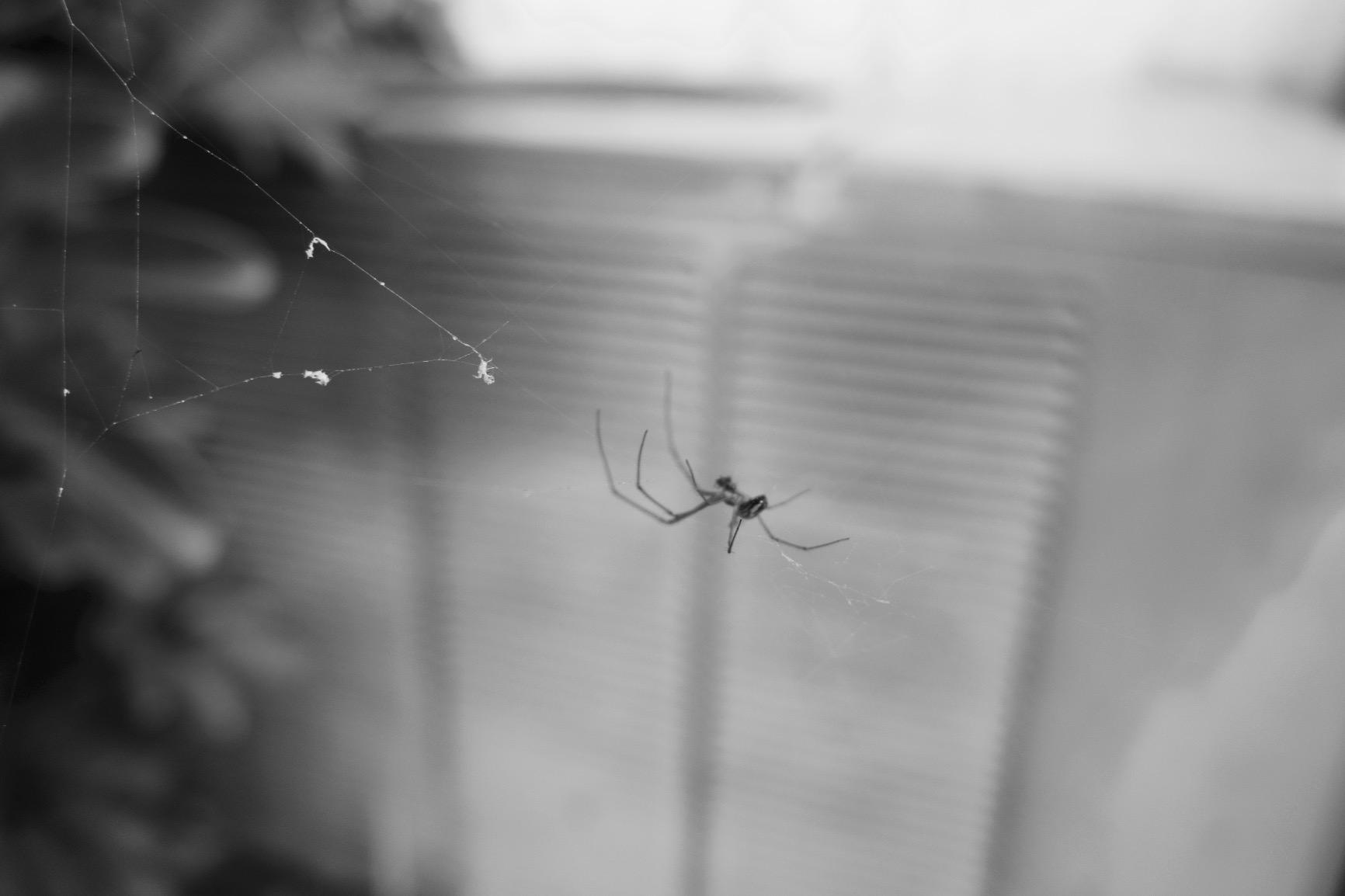 RX100 II 20.2 MP Premium Compact Digital Camera w/ 1-inch Sensor, MI (Multi-Interface) Shoe and tilt LCD Screen (DSCRX100M2/B) customer photo 1