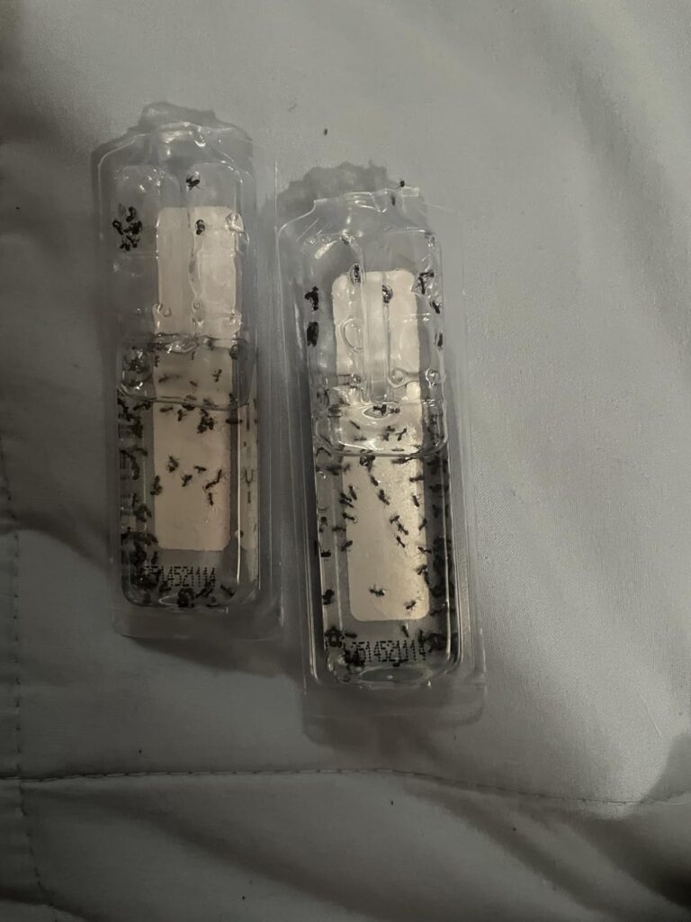 12 Best Ant Bait Stations