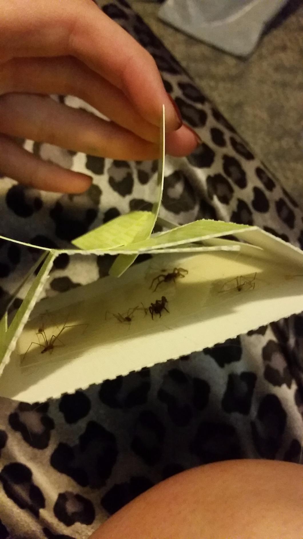 Harris Bed Bug Early Detection Glue Traps (4/Pack) - Customer Photo 1