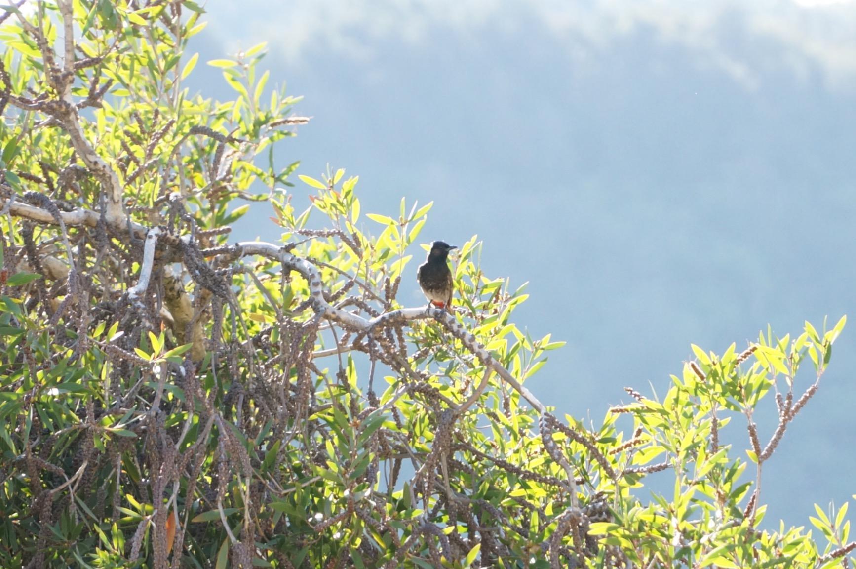 Sony E PZ 18-105mm f/4.0 G OSS Lens for Sony E customer photo 2