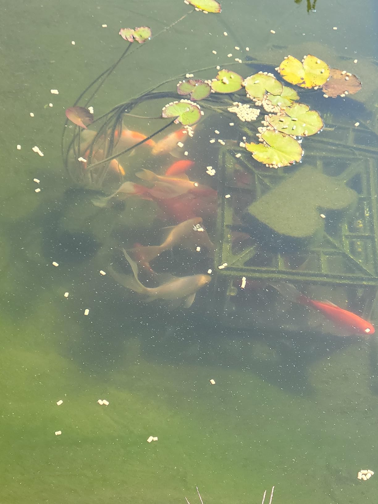 Aquascape 95053 UltraKlean 2000 Gallon Biological Pressure Filter with 14 Watt UV Clarifier Sterilizer for Pond Water Feature, 2,700 GPH Black - Customer Photo 2