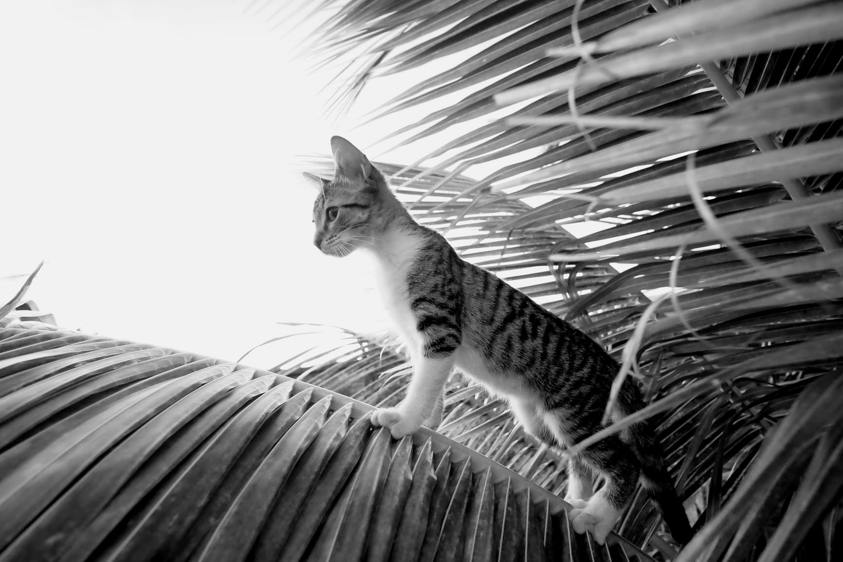 Rokinon 12mm f/2.0 NCS CS Wide Angle Lens for Fujifilm X – Fast Aperture, Nano Coated Optics, Manual Focus, APS-C Mirrorless, Ideal for Landscape, Architecture, Low-Light Shots (Black) - Customer Photo 2