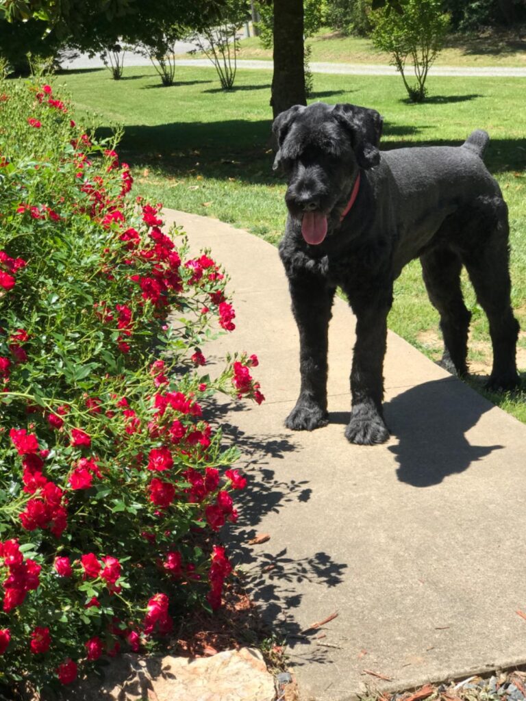 10 Best Electric Fence Kits for Pets