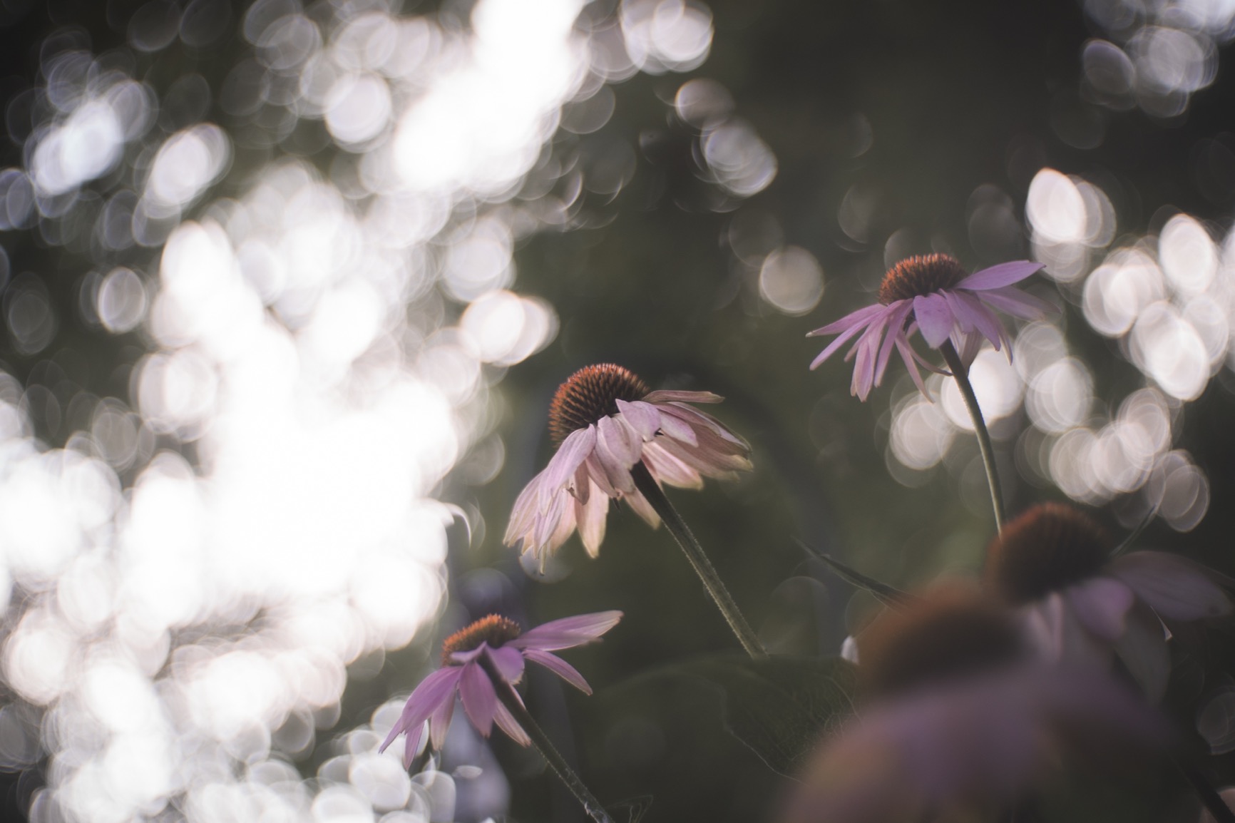 Fotasy 35mm F1.6 Large Aperture Manual Prime Lens APS-C for E-Mount - Customer Photo 1