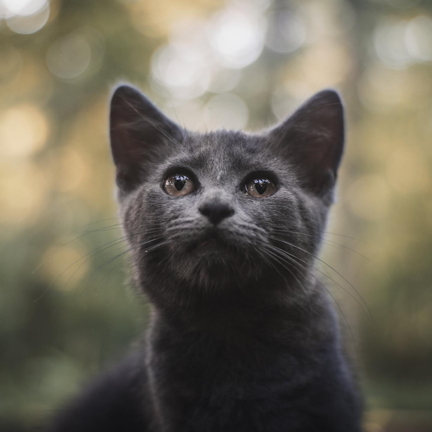 Fotasy 35mm F1.6 Large Aperture Manual Prime Lens APS-C for E-Mount - Customer Photo 2