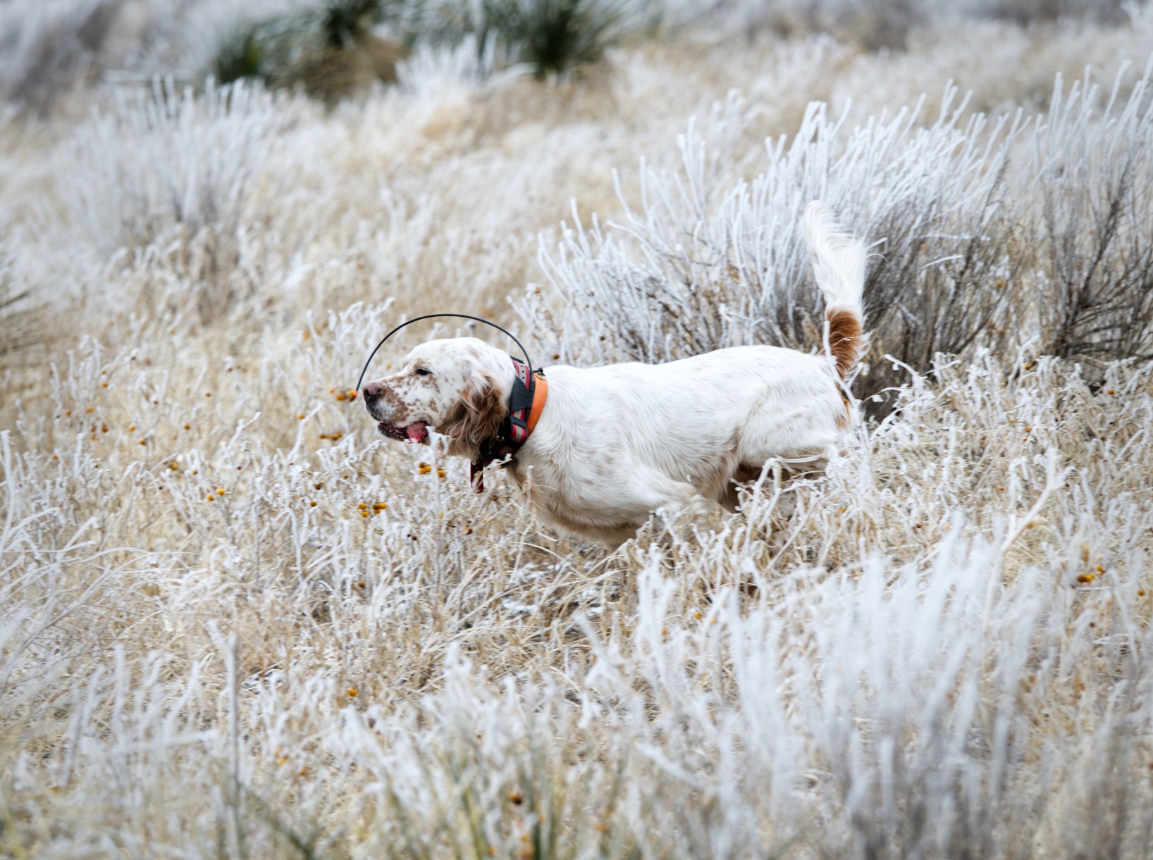 OM SYSTEM M.Zuiko Digital ED 40 to 150mm F/2.8 PRO Weatherproof Lens with Dual VCM Autofocus, Programmable L-Fn Function Button, Compatible With Teleconverter customer photo 1