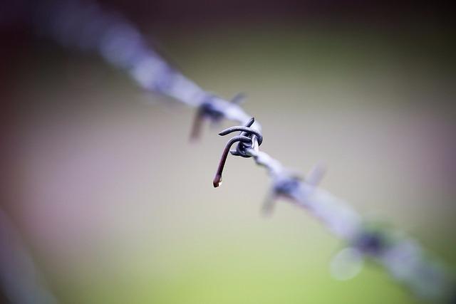 Canon EF 100-400mm f/4.5-5.6L is II USM Lens - Customer Photo 1