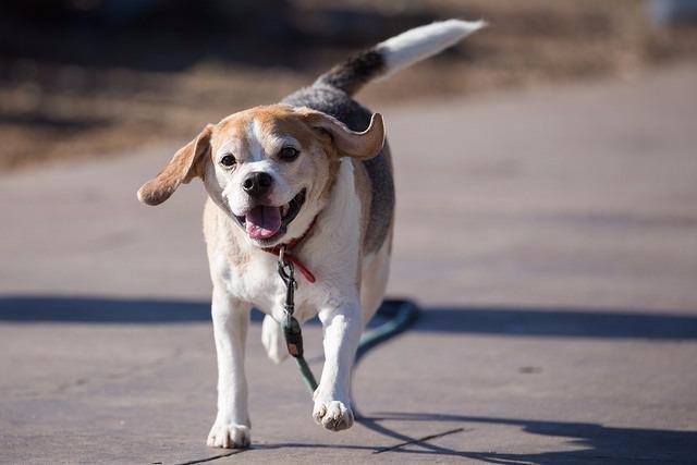 Canon EF 100-400mm f/4.5-5.6L is II USM Lens - Customer Photo 2