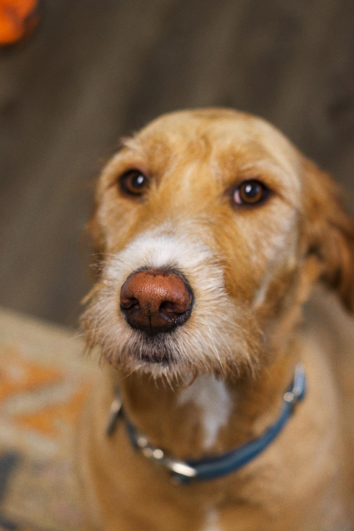 YONGNUO YN50mm F1.8 Lens Large Aperture Auto Focus Lens Compatible with Canon EF Mount EOS Camera customer photo 1